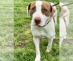 Small #5 American Pit Bull Terrier Mix