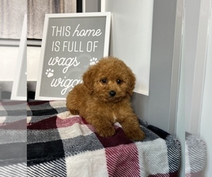 Goldendoodle (Miniature) Puppy for sale in FRANKLIN, IN, USA