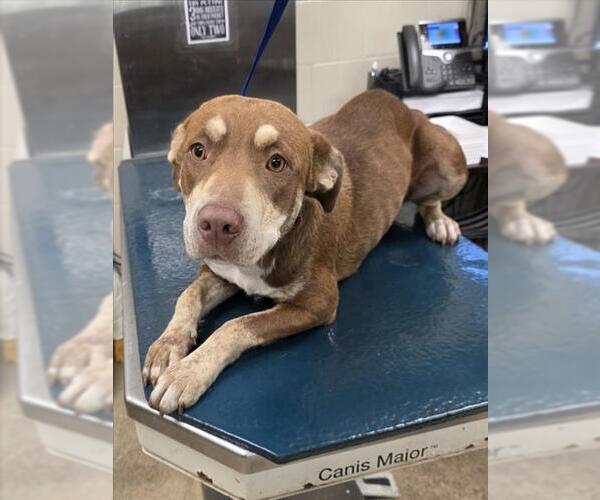 Medium Photo #1 Labrador Retriever-Unknown Mix Puppy For Sale in Mobile, AL, USA