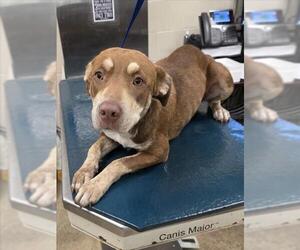 Labrador Retriever-Unknown Mix Dogs for adoption in Mobile, AL, USA