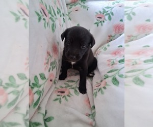 Belgian Malinois-Unknown Mix Puppy for sale in FITZGERALD, GA, USA