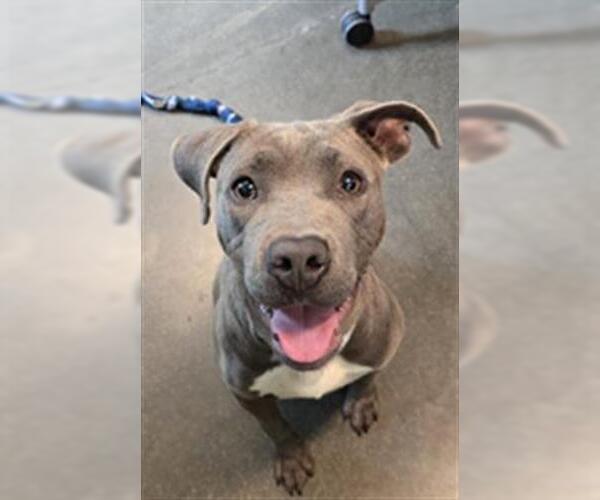 Medium Photo #2 American Pit Bull Terrier Puppy For Sale in Houston, TX, USA