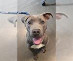 Small #1 American Pit Bull Terrier
