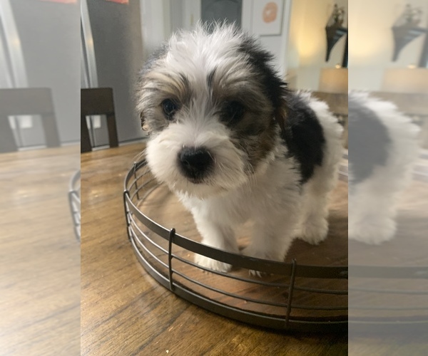 Medium Photo #2 Morkie Puppy For Sale in FORT WORTH, TX, USA