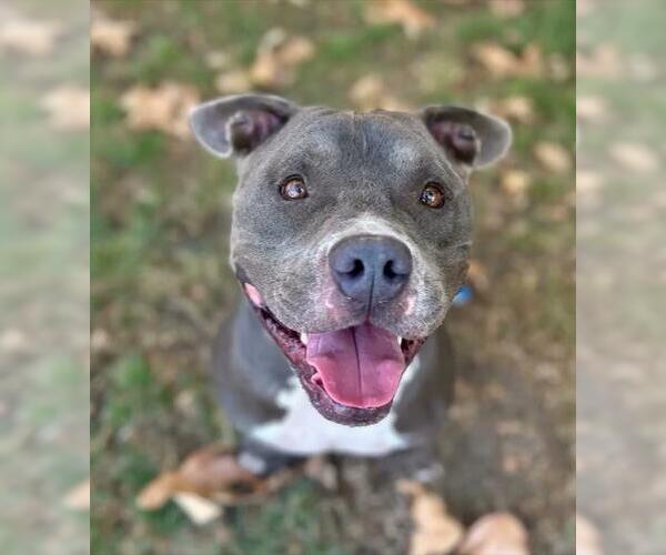 Medium Photo #1 American Pit Bull Terrier Puppy For Sale in Riverside, CA, USA