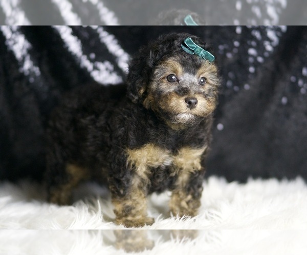 Medium Photo #4 Poodle (Toy) Puppy For Sale in WARSAW, IN, USA