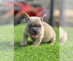 Small #1 French Bulldog