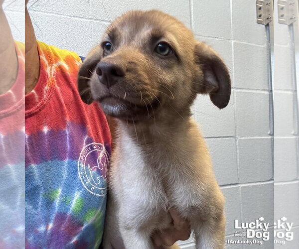 Medium Photo #3 Labrador Retriever-Unknown Mix Puppy For Sale in Washington, DC, USA