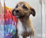 Small #2 Labrador Retriever Mix