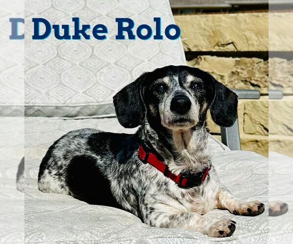Medium Photo #2 Dachshund Puppy For Sale in San Antonio, TX, USA