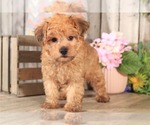 Small Photo #2 YorkiePoo Puppy For Sale in MOUNT VERNON, OH, USA