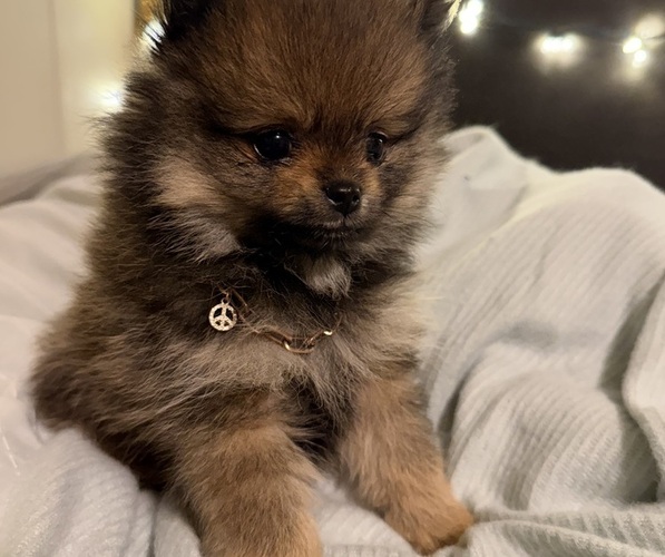 Medium Photo #1 Pomeranian Puppy For Sale in HUBERT, NC, USA