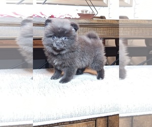 Pomeranian Puppy for sale in BEVERLY HILLS, CA, USA