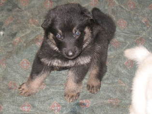 German Shepherd Dog Puppy for sale in JOHNSON CITY, TN, USA