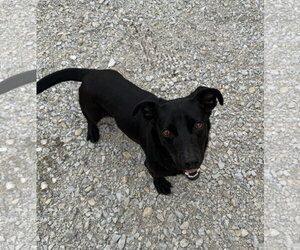 Bull - Male Dachshund-Retriever  Mix Dog for Adoption - Photo #4