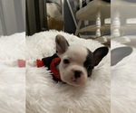 Puppy 4 Boston Terrier