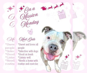 Gale - Adopt Me! - Female American Staffordshire Terrier-Unknown Mix Dog for Adoption - Photo #16