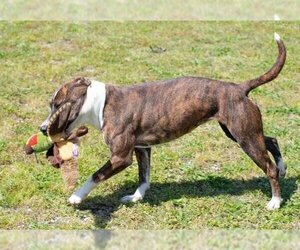 Nina - Female Mountain Cur-Unknown Mix Dog for Adoption - Photo #3