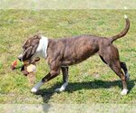 Small #2 Mountain Cur Mix