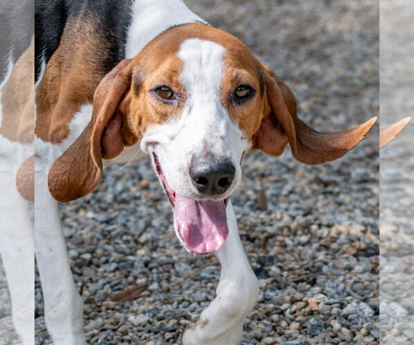 Medium Photo #5 Mutt Puppy For Sale in Hilton Head, SC, USA