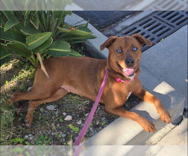 Medium Photo #2 Mutt Puppy For Sale in Pasadena, CA, USA