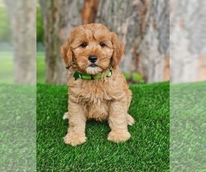 Goldendoodle (Miniature) Puppy for sale in INDIANAPOLIS, IN, USA