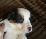 Small Photo #8 Miniature American Shepherd Puppy For Sale in PLACERVILLE, CA, USA