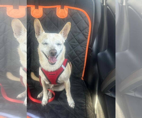 Medium Photo #6 Chihuahua Puppy For Sale in Tempe , AZ, USA