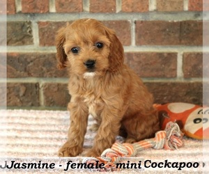 Cockapoo Puppy for sale in CLARKRANGE, TN, USA