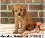 Image preview for Ad Listing. Nickname: Jasmine