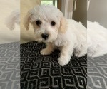 Small Photo #6 Poodle (Toy)-West Highland White Terrier Mix Puppy For Sale in RICHMOND, IL, USA