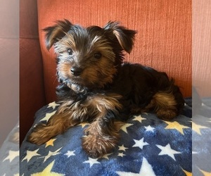 Yorkshire Terrier Puppy for Sale in SACRAMENTO, California USA