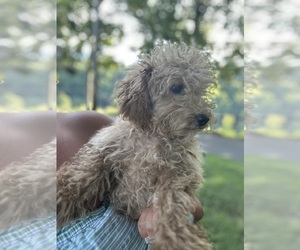 Bichpoo Puppy for sale in POUNDING MILL, VA, USA