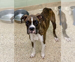 Boxer Dogs for adoption in Austin, TX, USA