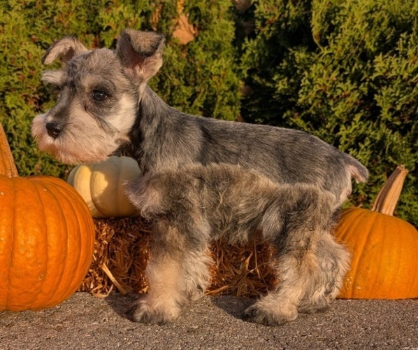 Medium Photo #28 Schnauzer (Miniature) Puppy For Sale in GOSHEN, IN, USA