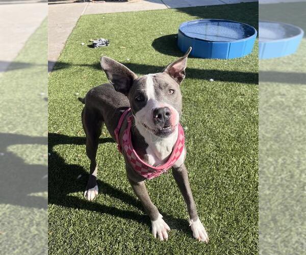 Medium Photo #3 American Pit Bull Terrier-Unknown Mix Puppy For Sale in Elk Grove, CA, USA
