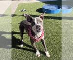 Small #2 American Pit Bull Terrier Mix