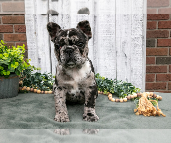 Medium Photo #3 French Bulldog Puppy For Sale in SUGARCREEK, OH, USA