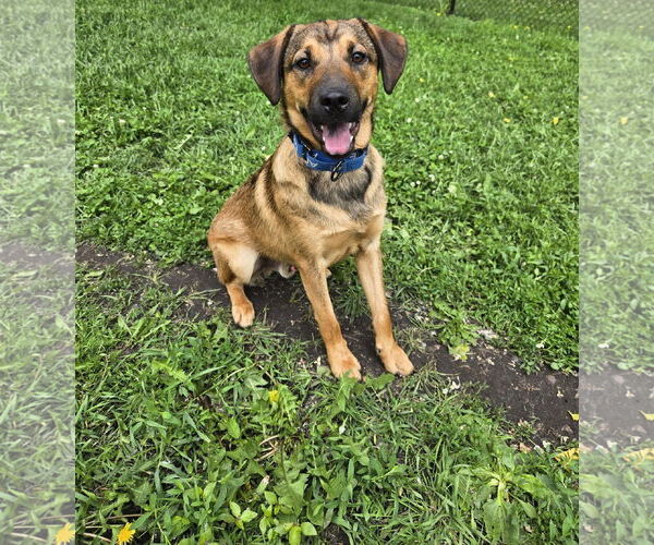 Medium Photo #2 Shepradors Puppy For Sale in Princeton, MN, USA