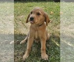 Puppy Yellow Golden Retriever