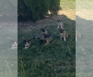 Anatolian Shepherd-Australian Shepherd Mix Puppy for sale in LEBANON, OR, USA