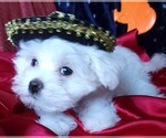 Small Photo #1 Maltese Puppy For Sale in PISCATAWAY, NJ, USA