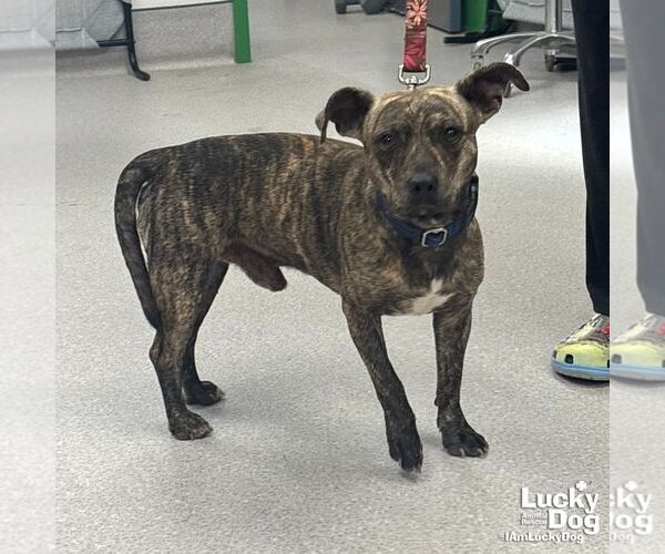 Medium Photo #3 Mutt Puppy For Sale in Washington, DC, USA