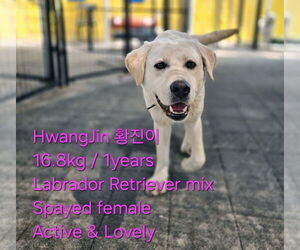 Labrador Retriever Dogs for adoption in Agoura Hills, CA, USA