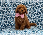 Small Photo #1 Cavapoo-Poodle (Toy) Mix Puppy For Sale in LAKELAND, FL, USA