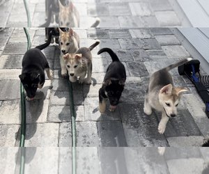 German Shepherd Dog-Siberian Husky Mix Puppy for sale in ORANGE PARK, FL, USA