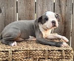 Image preview for Ad Listing. Nickname: Puppy 4