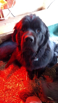 Medium Photo #1 Newfoundland Puppy For Sale in BLISS, NY, USA