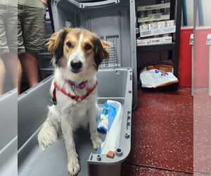 Medium Border Collie Mix