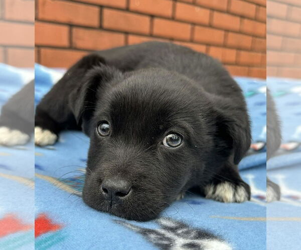 Medium Photo #1 Labrador Retriever-Unknown Mix Puppy For Sale in Minneapolis, MN, USA
